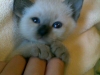 01-miot-a-viosna-pl
