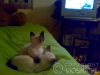 09-miot-a-viosna-pl