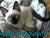15-miot-a-viosna-pl