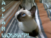 21-miot-a-viosna-pl