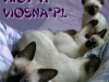 22-miot-a-viosna-pl
