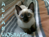 29-miot-a-viosna-pl