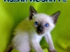 30-miot-a-viosna-pl