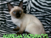 31-miot-a-viosna-pl