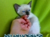 33-miot-a-viosna-pl