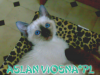 36-miot-a-viosna-pl