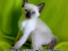 37-miot-a-viosna-pl