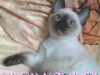 38-miot-a-viosna-pl