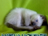 41-miot-a-viosna-pl
