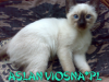 42-miot-a-viosna-pl