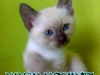 49-miot-a-viosna-pl