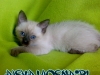 57-miot-a-viosna-pl