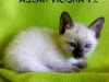 63-miot-a-viosna-pl