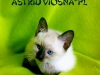 64-miot-a-viosna-pl