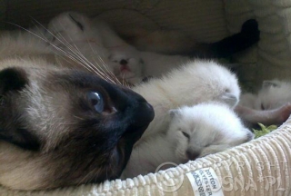koty-tajskie-viosna-b-3