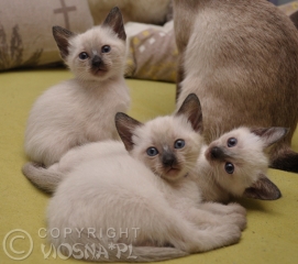 koty-tajskie-viosna-d-23