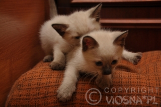 koty-tajskie-viosna-d-34