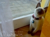 02-whisper-hodowla-viosnapl