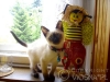 04-whisper-hodowla-viosnapl
