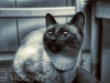 09-whisper-hodowla-viosnapl