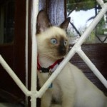 Whisper - pierwsze dni u nas (first days at home)