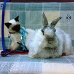 Whisper & Manfred