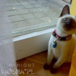 Whisper - hodowla kotów tajskich VIosna*PL