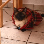 Whisper - a kiedy robi się zimno... (and when it gets cold...)