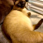 Whisper - ciąża miot C 5 kociąt (pregnant with litter C 5 kittens)