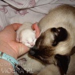 Whisper jako mama (as a mom) miot A