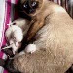 Whisper jako mama (as a mom) - miot C