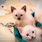 Gizmo & G Viosna*PL