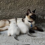 Whisper - jako mama (as a mom) - miot B