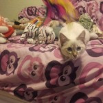 Luna w nowym domu