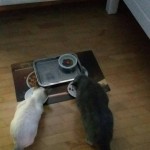 Kitka i Niuniek