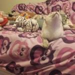 Luna w nowym domu