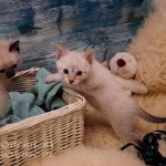 Gizmo, Gandalf & Giulietta Viosna*PL