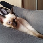 Matylda Viosna*PL w nowym domu