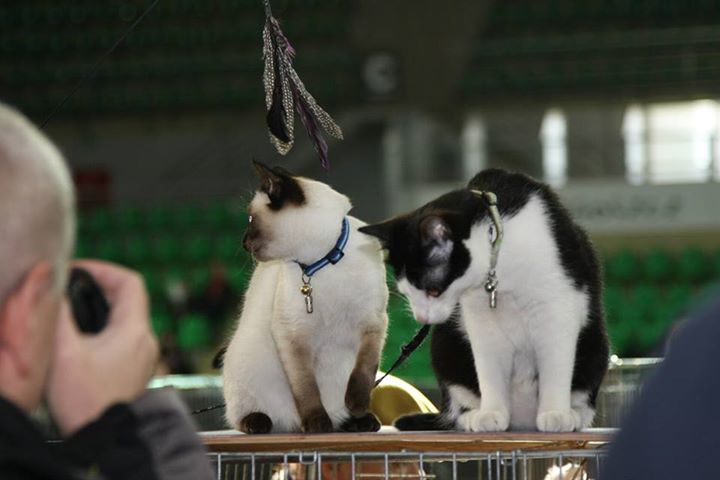 Pokaz kotów rasowych i domowych – Bydgoszcz, 23.02.2014 (Zdjęcia udostępnione dzięki uprzejmości Schroniska dla zwierząt w Bydgoszczy)