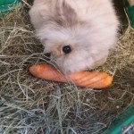 Marceli