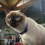 Elmirka Viosna*PL - pokaz kotów (cat show)
