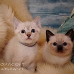 Gandalf & GIzmo Viosna*PL