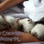 Sobota miotu K Viosna*PL