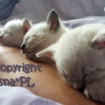 Sobota miotu K Viosna*PL