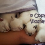Sobota miotu K Viosna*PL