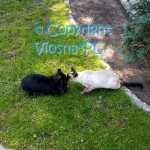 Pola & Elmirka Viosna*PL