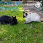 Pola & Elmirka Viosna*PL