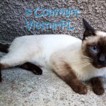 Elmirka Viosna*PL