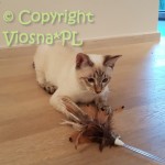 Kevin Viosna*PL