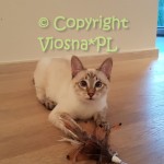 Kevin Viosna*PL